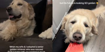 Senior Rescue Golden Retriever Gets the Life Mom Once Thought Was Out of Reach