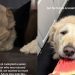 Senior Rescue Golden Retriever Gets the Life Mom Once Thought Was Out of Reach