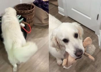 Golden Retriever Hears Little Baby Wake Up but Still Watches From Safe Distance