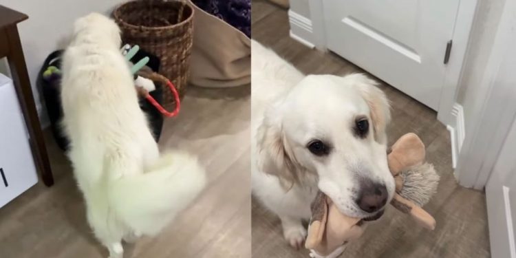 Golden Retriever Hears Little Baby Wake Up but Still Watches From Safe Distance