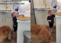 Dog Finds Perfect Partner in Crime as Little Boy Sneaks Her Food
