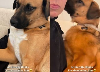 Rescue Dog Clings to Mom Like a Little Baby, Afraid She Is Abandoning Him