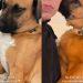 Rescue Dog Clings to Mom Like a Little Baby, Afraid She Is Abandoning Him