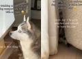 ‘Anxious’ Dog Never Leaves Little Baby Alone & Listens for His Cries at Night