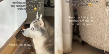 ‘Anxious’ Dog Never Leaves Little Baby Alone & Listens for His Cries at Night