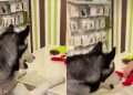 Husky Shopping for New Toy at Pet Store Will Make Your Day