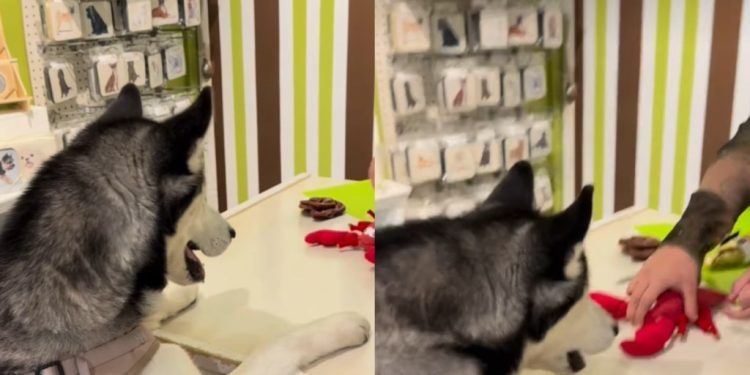Husky Shopping for New Toy at Pet Store Will Make Your Day