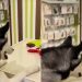 Husky Shopping for New Toy at Pet Store Will Make Your Day