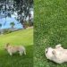Dog Enjoying Refreshing Nature Is One for Books