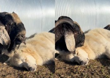 Guardian Dog Snoozes as Farm Friend Tries Hard to Wake Him