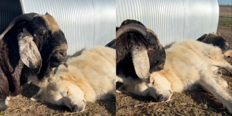 Guardian Dog Snoozes as Farm Friend Tries Hard to Wake Him