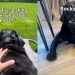 Labrador’s ‘Balanced Diet’ Doesn’t Necessarily Involve Food