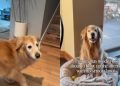 Golden Retriever’s ‘Senior Dance’ Wows the Internet