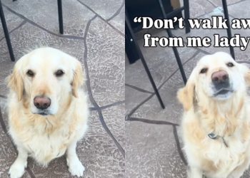Dog’s Reaction When Mom Exposes His ‘Biggest Fear’ Is Priceless