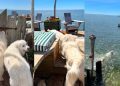 Dogs Rush for ‘Picture Perfect’ Swim Time as Soon as Gate Opens