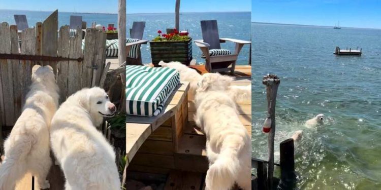 Dogs Rush for ‘Picture Perfect’ Swim Time as Soon as Gate Opens