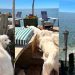 Dogs Rush for ‘Picture Perfect’ Swim Time as Soon as Gate Opens