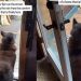 Rescue Dog Once Lived on Streets Now Enjoys Rain From a Home That’s Her Own