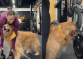 Golden Retriever Wants To Be Involved in Owner’s Gym Routine