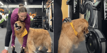 Golden Retriever Wants To Be Involved in Owner’s Gym Routine
