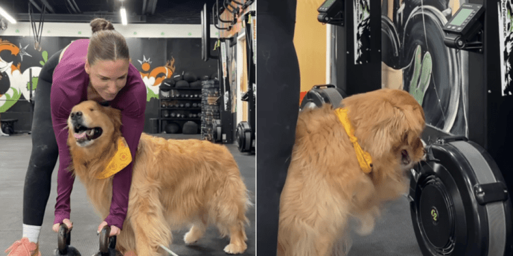 Golden Retriever Wants To Be Involved in Owner’s Gym Routine