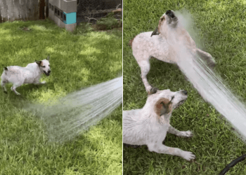 Dogs Lose Control the Moment Dad Brings Out the Hose