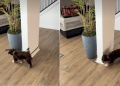 Dog Goes Round & Round To Catch Own Leash