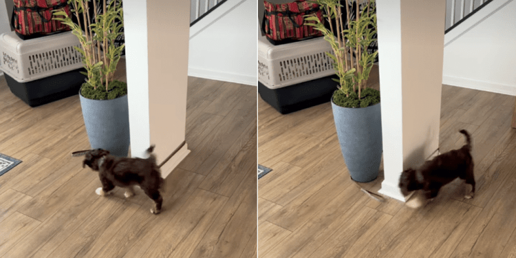 Dog Goes Round & Round To Catch Own Leash