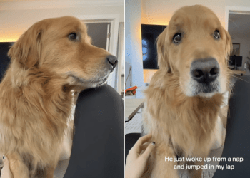 Golden Retriever Wakes ‘Shaken’ From Bad Dream & Jumps Into Mom’s Lap