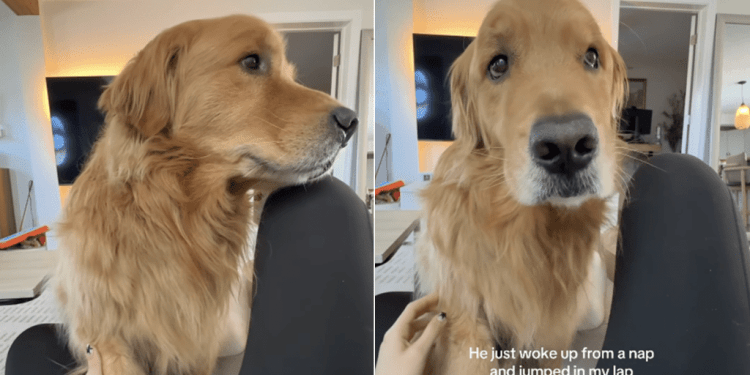 Golden Retriever Wakes ‘Shaken’ From Bad Dream & Jumps Into Mom’s Lap