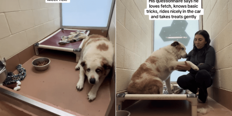 Shelter Dog Finds Comfort in Holding Hands, but Is Scared & Wants Company