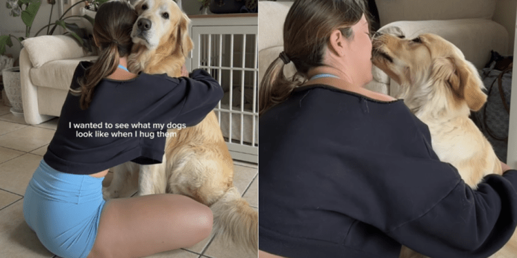 Mom Captures What Dogs Look Like When She Hugs Them