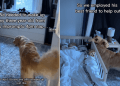 Golden Retriever Joins Toddler for a Nap After Failing To Wake Him Up
