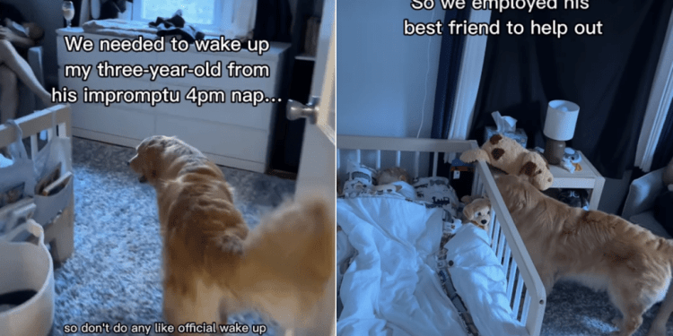 Golden Retriever Joins Toddler for a Nap After Failing To Wake Him Up