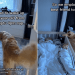 Golden Retriever Joins Toddler for a Nap After Failing To Wake Him Up
