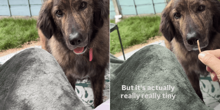 Dog Insists on Playing Fetch With Tiniest Stick She Could Find