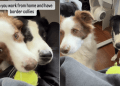 Dogs Won’t Let Owner’s Work Hours Come Between Their Fetch Time