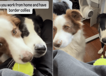 Dogs Won’t Let Owner’s Work Hours Come Between Their Fetch Time