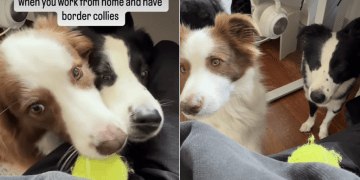 Dogs Won’t Let Owner’s Work Hours Come Between Their Fetch Time