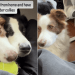 Dogs Won’t Let Owner’s Work Hours Come Between Their Fetch Time