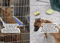Shelter Dog up for Adoption Understands Toys Are Too Valuable, So She Does This