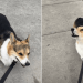 Corgi’s Perfect Firetruck Impression Has the Internet Obsessed