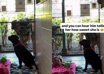 Shelter Dog Has Brief Loving Moment With Human Before She’s Alone Again