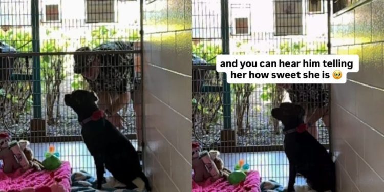 Shelter Dog Has Brief Loving Moment With Human Before She’s Alone Again