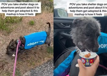 Shelter Dog Achingly Peeks From Cracks of Kennel Door as It Shuts After Day Out
