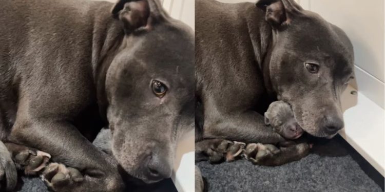 Dog Tightly Holds Her Tiny Newborn Babies Like She’s Afraid To Let Go