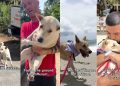 Former Street Dog Discovering What Safety Feels Like Is Heartwarming