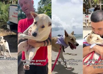 Former Street Dog Discovering What Safety Feels Like Is Heartwarming