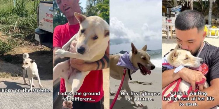 Former Street Dog Discovering What Safety Feels Like Is Heartwarming