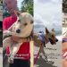 Former Street Dog Discovering What Safety Feels Like Is Heartwarming